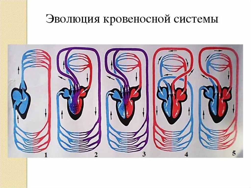 Эволюционное развитие кровеносной системы животных. Эволюция кровеносной системы у беспозвоночных животных. Эволюция кровеносной системы хордовых животных. Эволюция кровеносной системы млекопитающих. Сердце беспозвоночных