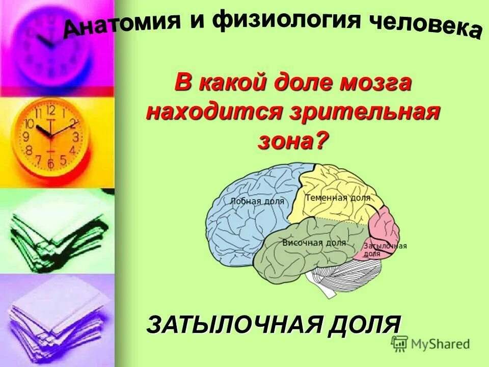 В какой доле находится зрительная зона. В какой зоне находится зрительная зона.