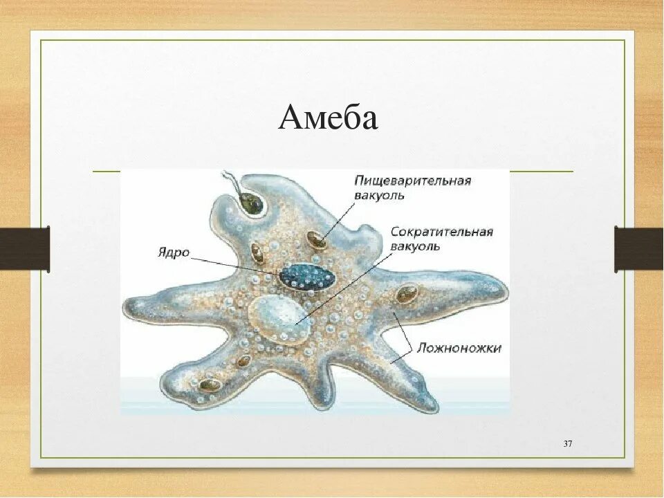 Ложноножки простейших животных представляют собой