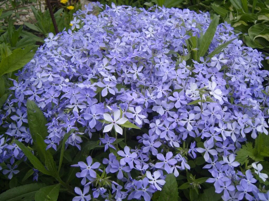 Флокс метельчатый Модерн Арт/Phlox paniculata Modern Art Р1,5, шт - Амрита