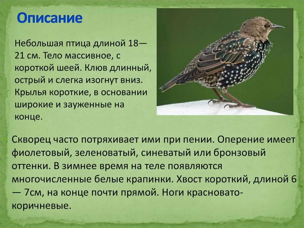 Краткое сообщение о птицах. Скворец описание. Сообщение о скворце. Скворец птица описание. Скворец краткая характеристика.