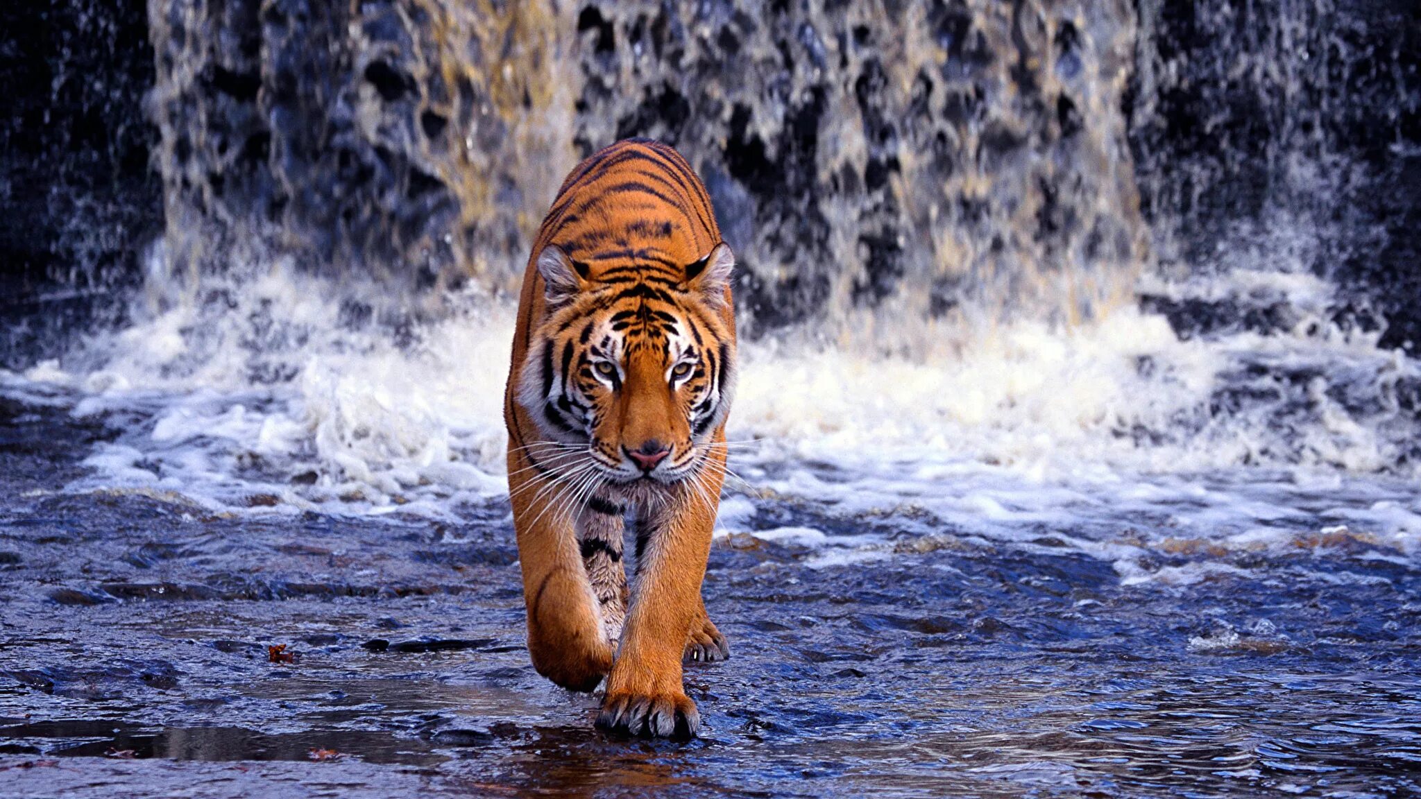 Картинки на экран красивые большие. Амурский тигр на водопаде. Тигр у водопада. Красивый тигр. Тигр в воде.