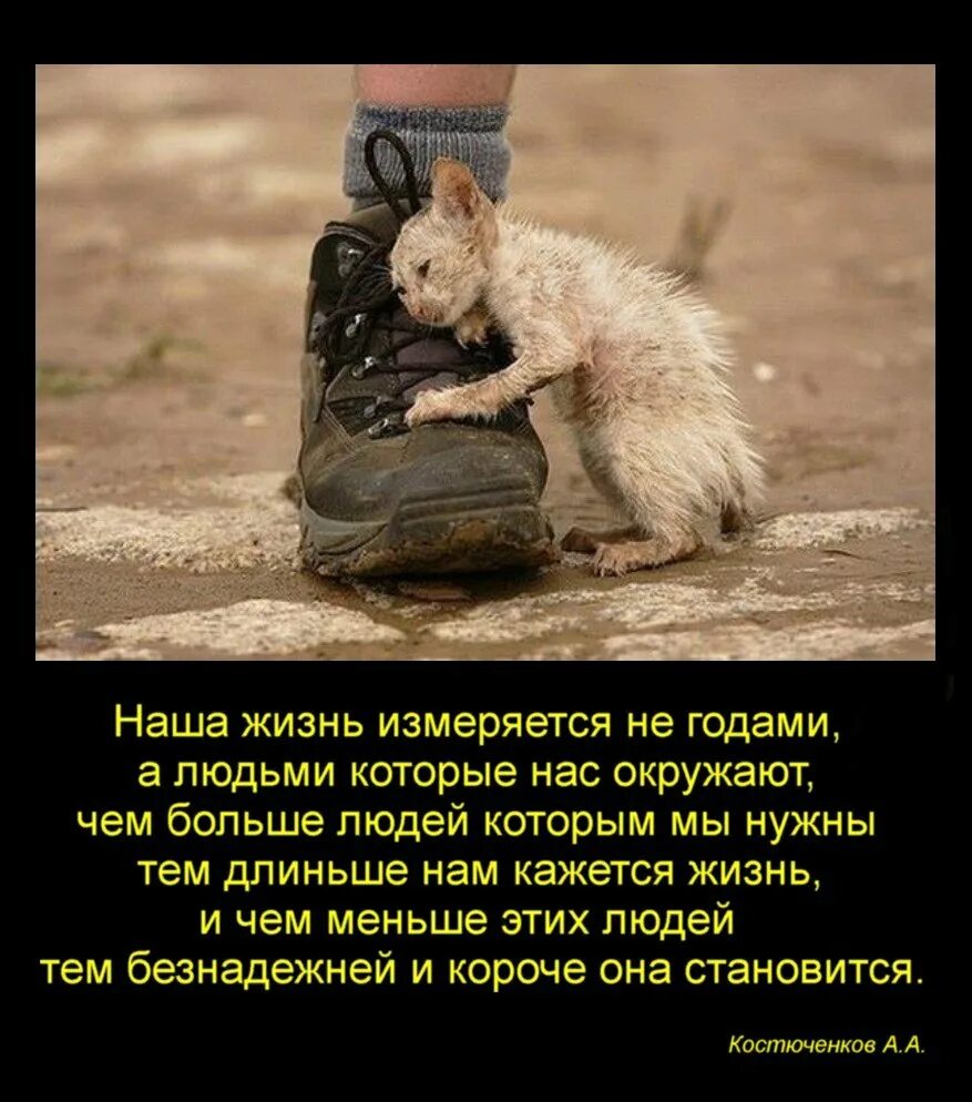 Великое сострадание. Милосердие к животным. Об отношении к животным. Сострадание к животным. Цитаты о человечности и доброте.