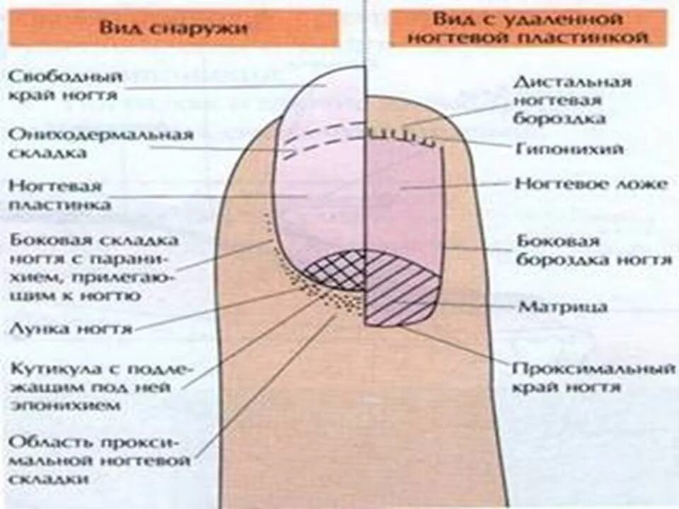 Ногтевой валик на ноге. Строение ногтевой пластины слои ногтя. Строение ногтя птеригий. Схема ногтя вид сбоку слои о. Строение ногтя анатомия.