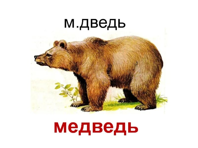 Части слова медведь. Медведь. Слово буква медведь. Медведь м медвежата. Словарное слово медведь.