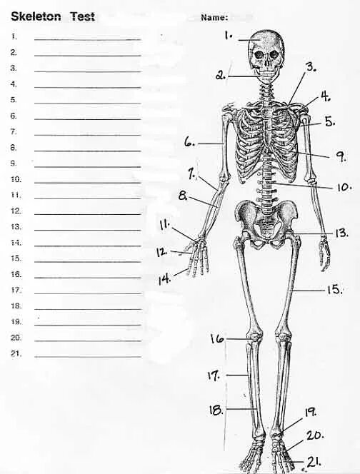Тест по биологии 8 класс строение скелета человека с ответами. Проверочная работа по биологии скелет человека. Зачет по биологии 8 класс скелет человека. Проверочная работа по биологии 8 класс скелет человека.