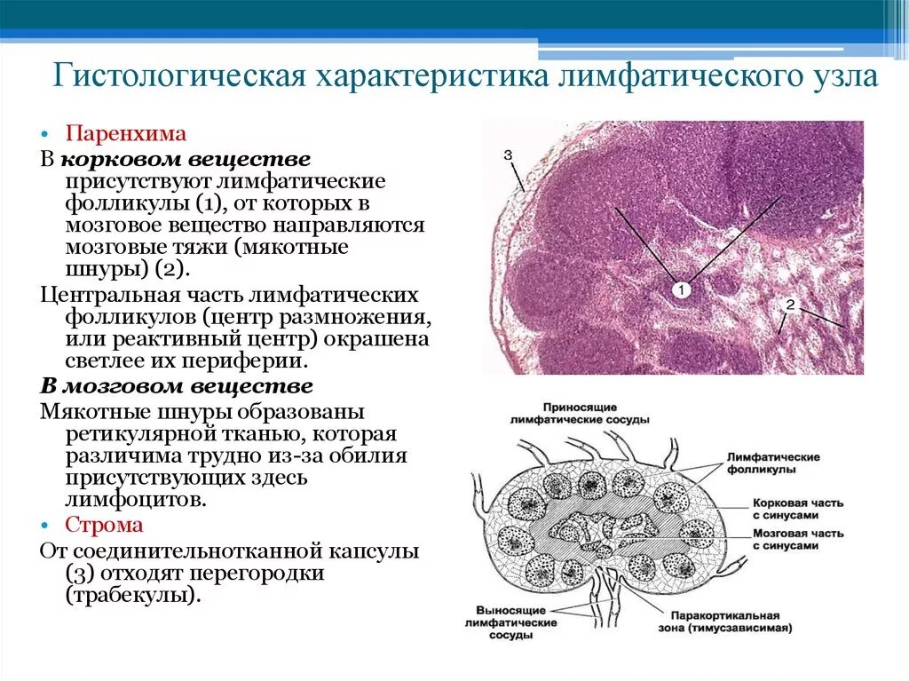 Гистологическое строение лимфатического узла. Строение лимфатического узла гистология. Лимфатический узел гистология схема. Характеристика лимфатических узлов гистология.