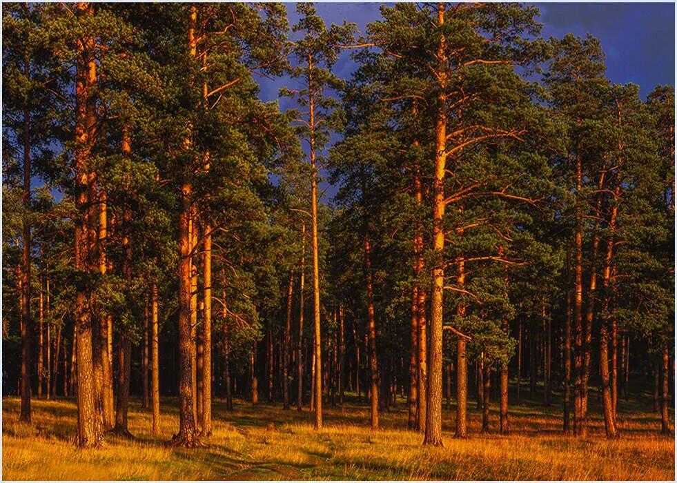 Сосны и ели под солнцем. Шишкин сосны освещенные солнцем картина. Сосновый лес Хабаровск. Лес Сосновый Бор Белозерск. Сосна,Сосновый,сосной,сосен,сосняк.