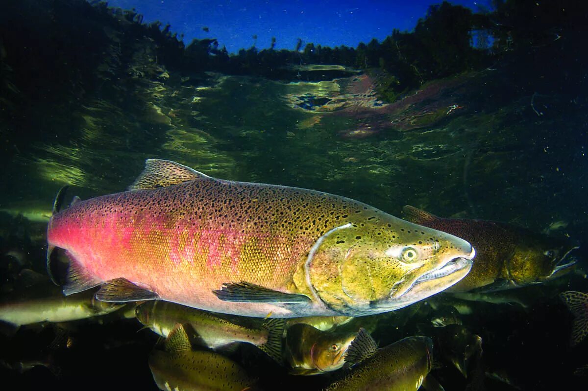 Чавыча Oncorhynchus tshawytscha. Кижуч (Oncorhynchus kisutch). Лосось чавыча. Чавыча форель лосось. Дикая красная рыба