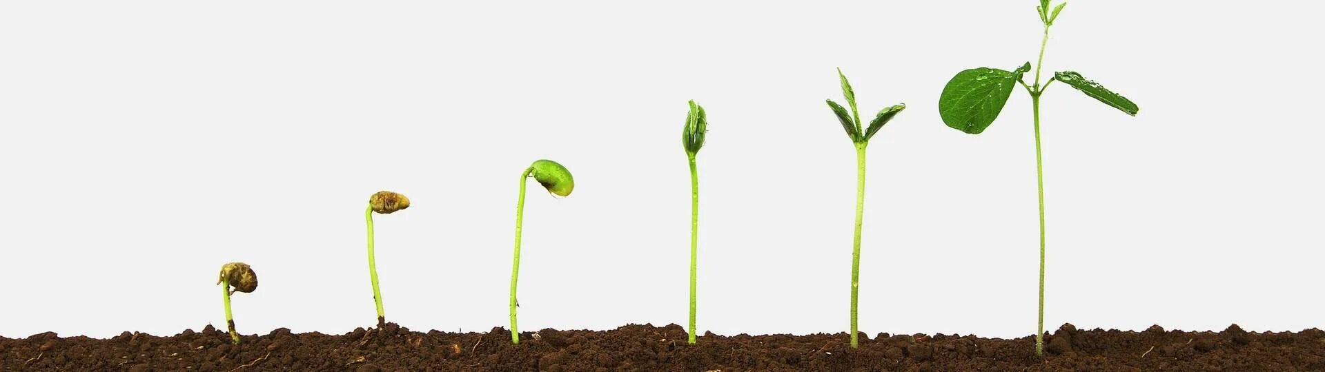 В процессе роста растений происходит выберите. Рост растений. Этапы роста. Рост растения с детками. Модель роста растения.
