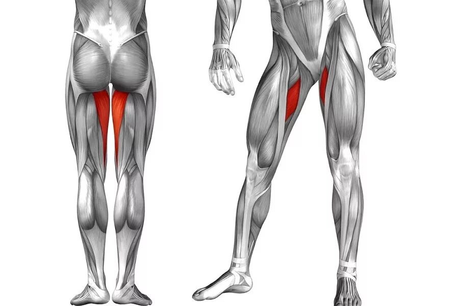 Квадрицепс бедра анатомия человека. Абдукторы и аддукторы мышцы бедра. Мышцы аддукторы. Абдуктор мышца. Ляжки или ляшки у человека