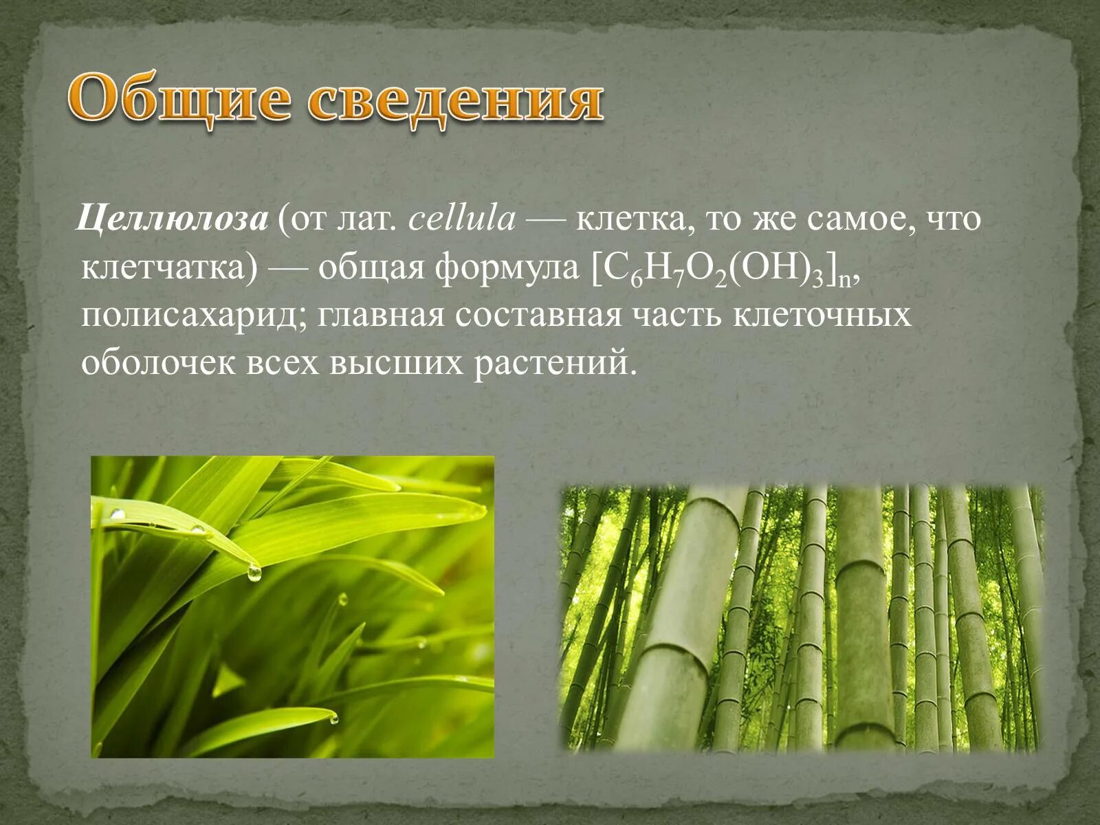 Целлюлоза запасное вещество растений. Строение полимеров углеводов. Целлюлоза запасное вещество растений. Целлюлоза полисахарид. Целлюлоза запасное вещество растений.
