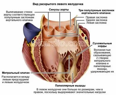 Какой клапан находится в аорте