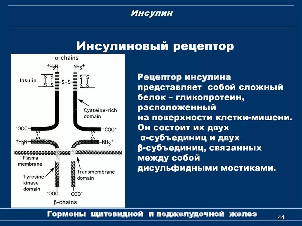 Из чего состоит рецептор. Строение инсулинового рецептора биохимия. схема рецептора инсулина. строение рецептора инсулина. строение рецептора инсулина биохимия.