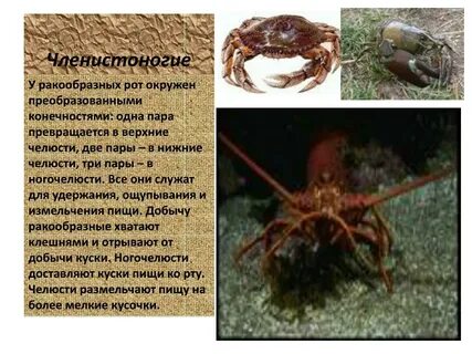 Функции членистоногих