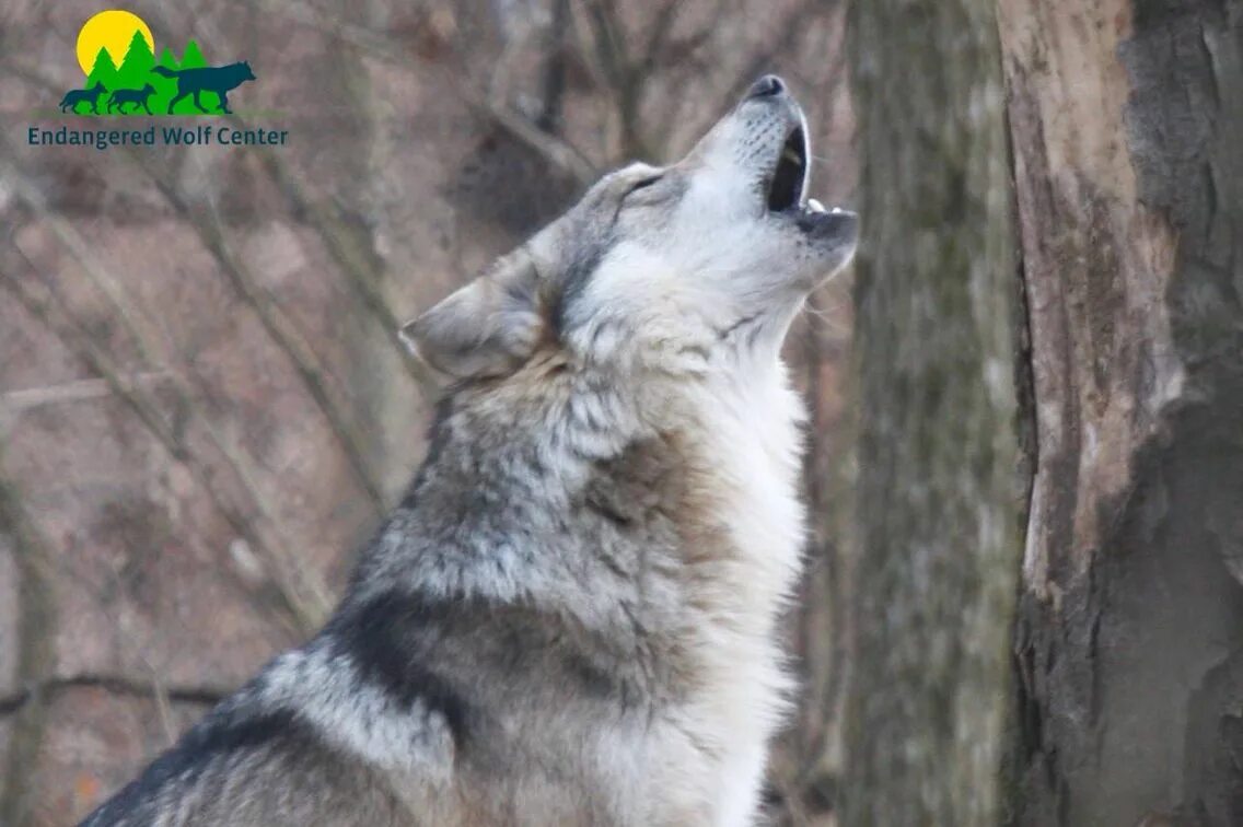 Звук шакала. Покажи волка. Сломал волк. Киноляпы ну погоди. Сердце волка.