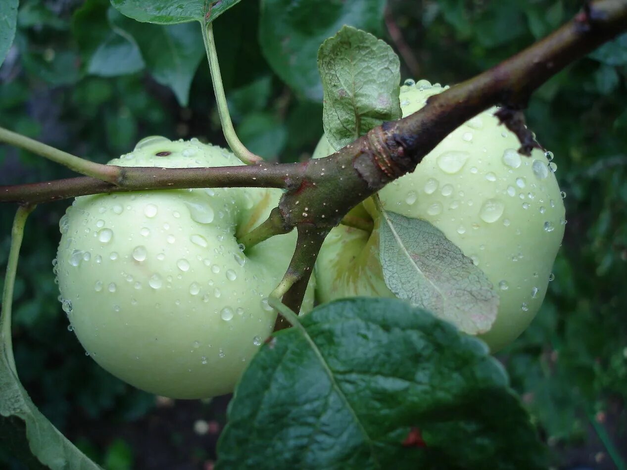 Сорт яблок папировка. Сорт яблок белый налив. Яблоня сорт папировка. Яблоко папировка. Яблоня папировка дерево.