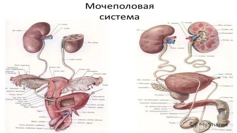 Мочеполовая система анатомия. Женская Мочеполовая система. Схема мочеполовой системы у женщин. Анатомия мочеполовой системы женщины.
