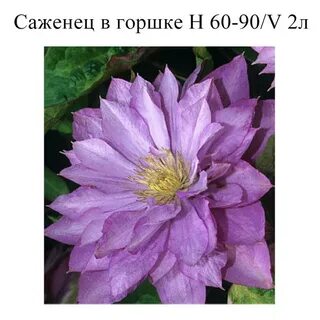Клематис гибридный смесь