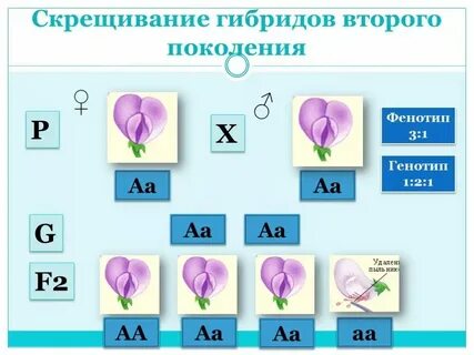 Поле гибридное скрещивание