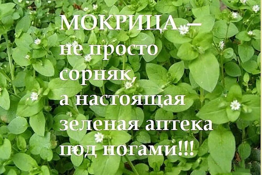 Мокрица трава. Трава звездчатка мокрица. Мокрица обыкновенная растение. Мокрица сорняк.