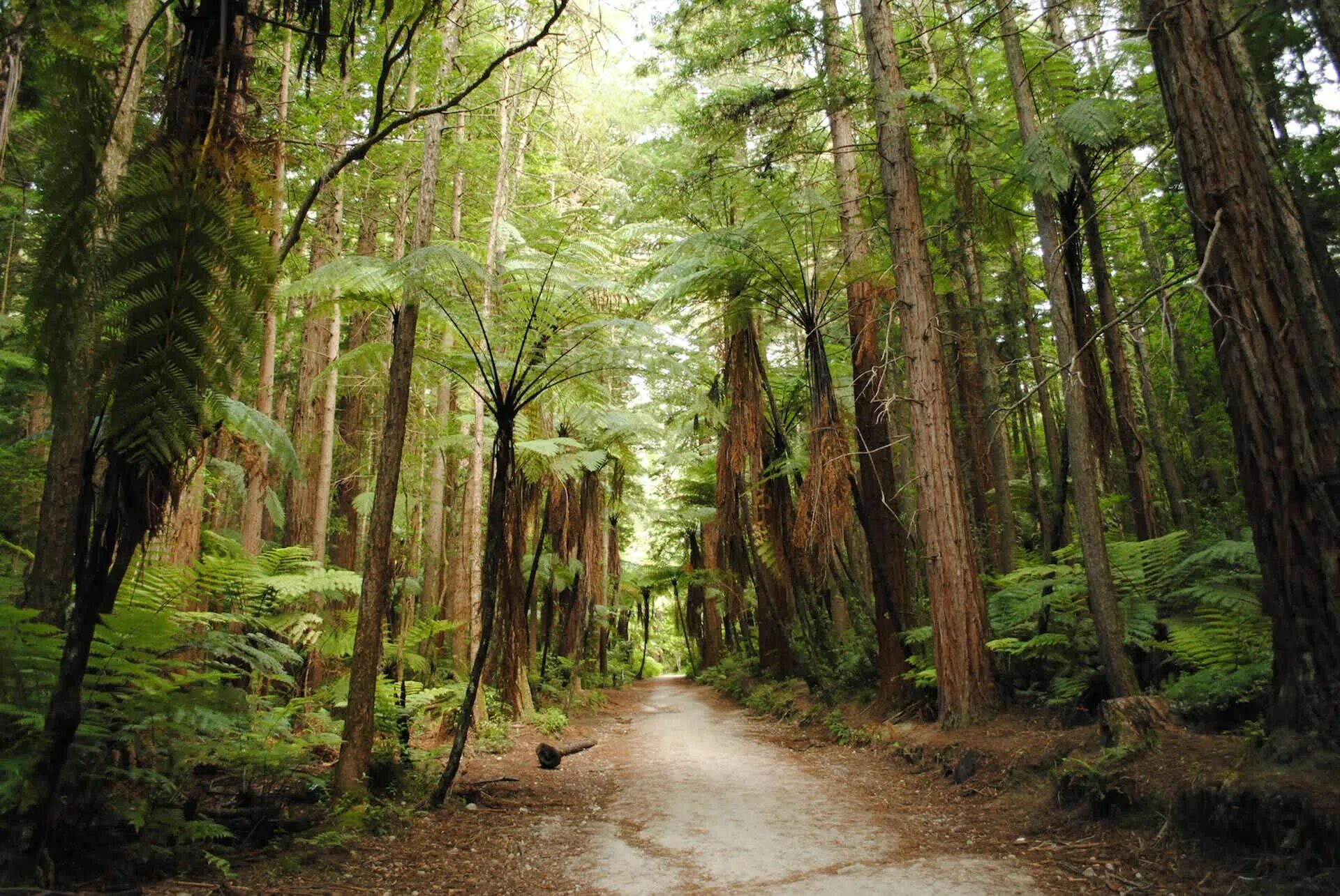 Субтропический лес новой Зеландии. Вечнозеленые тропические леса Северной Америки. Дождевые тропические леса Австралии. Вечнозеленые дождевые леса Северной Америки.