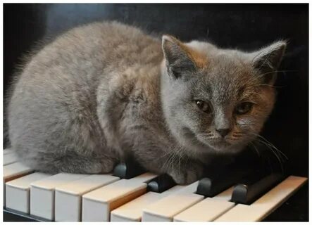 Кот играющий на пианино