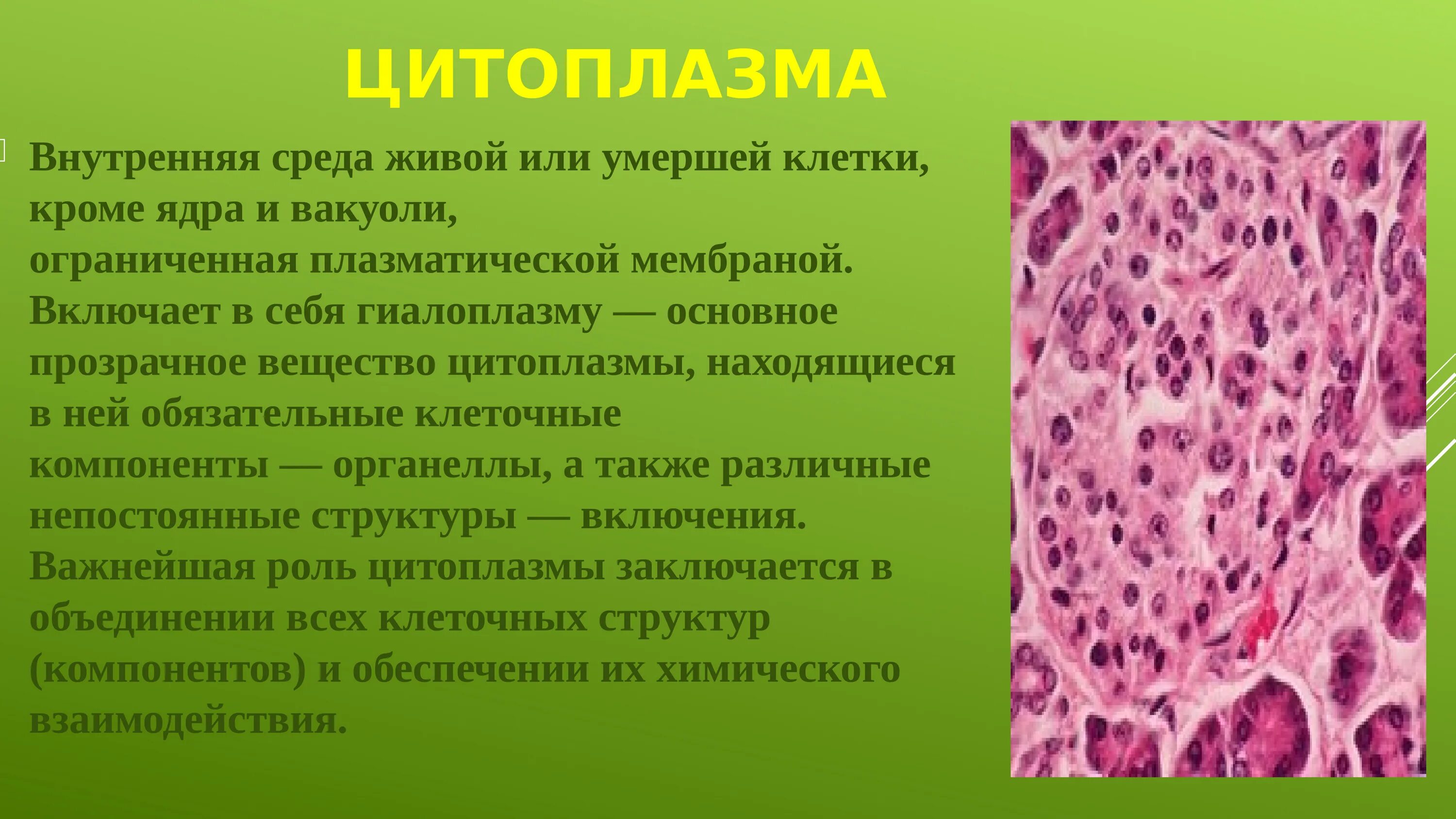Какой основной компонент содержится в цитоплазме. Гиалоплазма это гистология. Структура цитоплазмы. Цитоплазма гистология. Строение цитоплазмы.