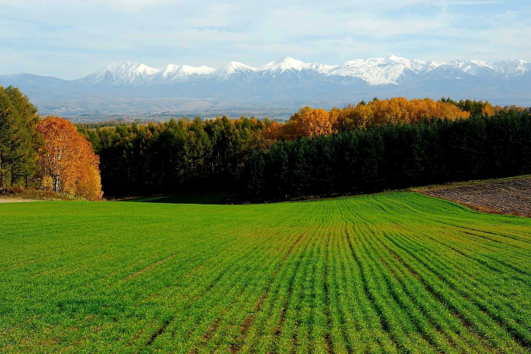 Орловщина природа поля пшеницы. Засе нные поля. Ржаное поле. Поля. Поле с пшеницей белгород.