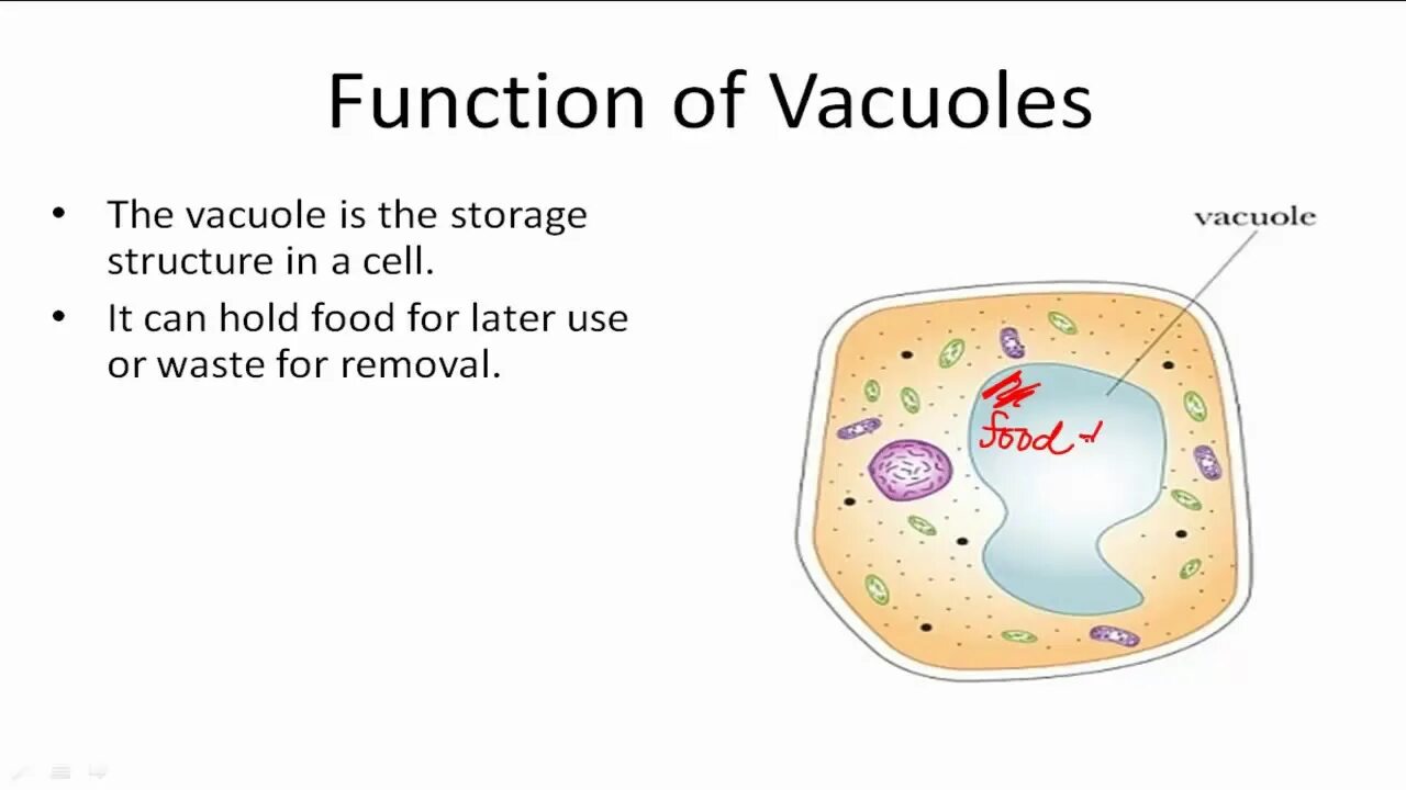Function of be. Vacuoles function. what is vacuole. клетка the cell. vacuole in animal cell.