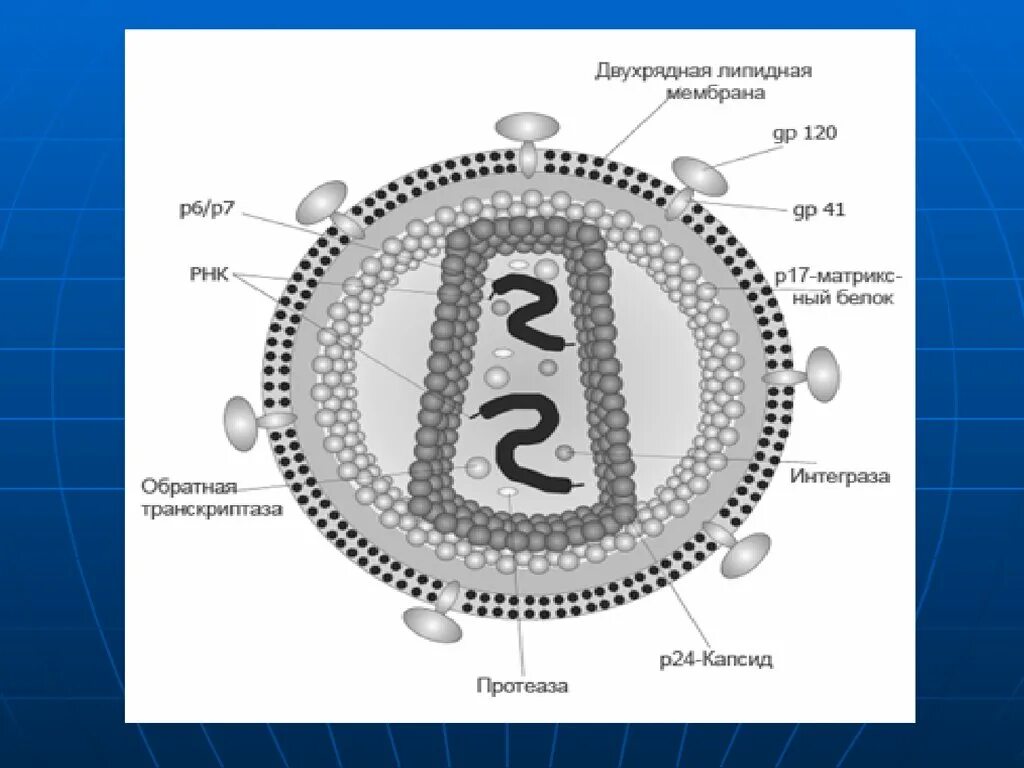 P24 вич 2. ВИЧ структура вириона. Вирус иммунодефицита человека патогенез. Схема строения вируса иммунодефицита человека. Структура вируса иммунодефицита человека ВИЧ 1 ВИЧ 2.