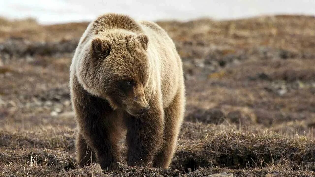 Медведь серый. Маша и медведь трудно быть маленьким. Северная америка медведь гризли. Сила красота медведя. Красота - страшная сила!.