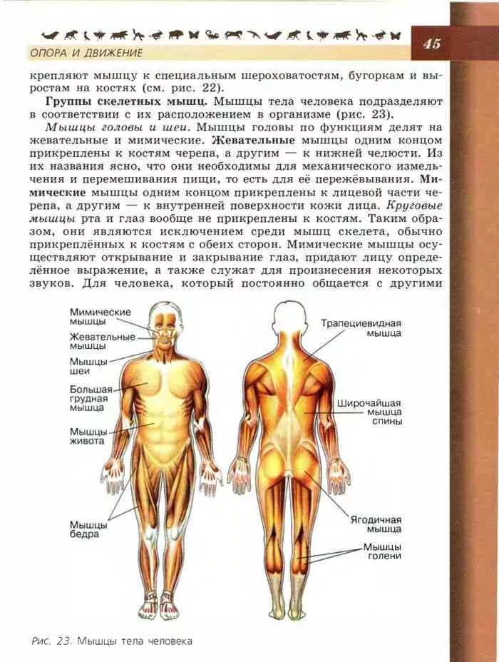 Мышцы человека тест с ответами. Мышцы тела человека 8 класс пасечник. биология 8 класс человек учебник пасечник. строения организма человека 8 класс биология учебник пасечник. биология 8 класс пасечник учебник анатомия.