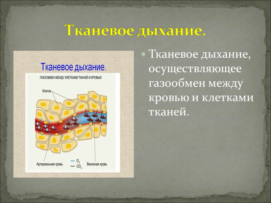 В каких клетках осуществляется дыхание. Тканевое дыхание. Тканевое и клеточное дыхание. Тканевое дыхание это газообмен. Дыхание это тканевое дыхание.