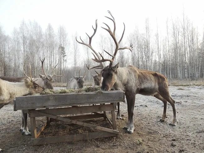 Помощь лосям. Олений дол Камчатка. Керженский заповедник Лось. Северный олень в Нижегородской области Керженский заповедник. Рустай Керженский заповедник Оленья ферма.