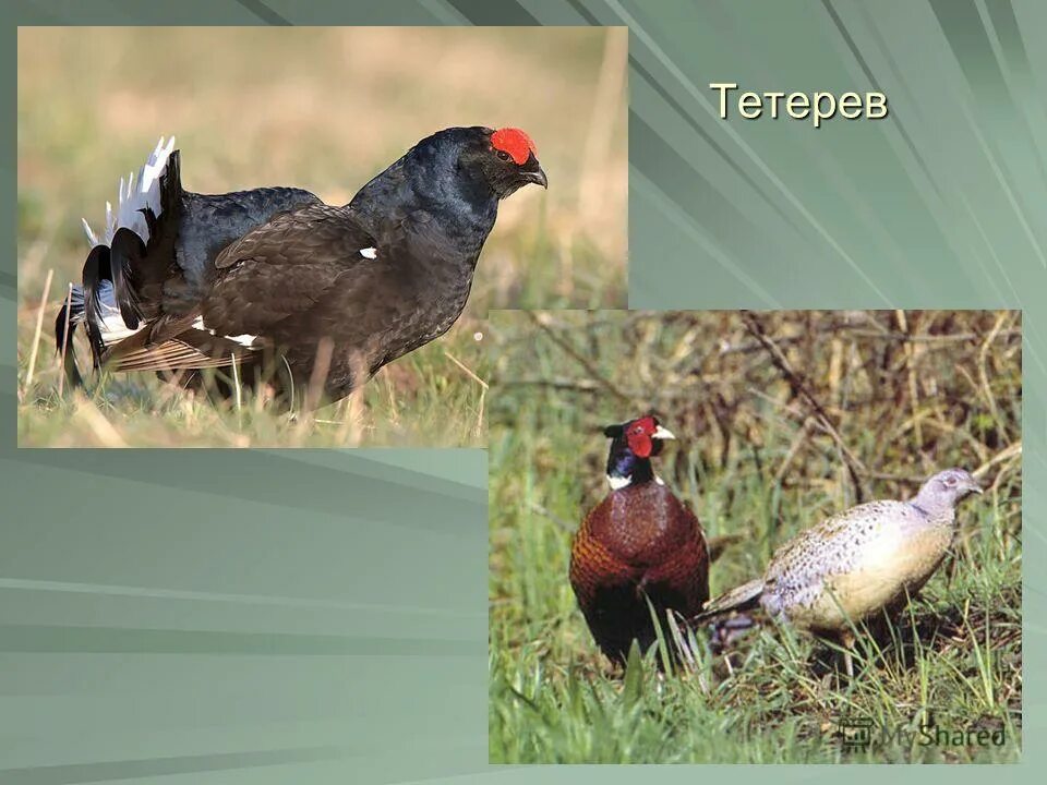 какие птицы относятся к домашним. домашняя птица виды. представители городских птиц. дикие и домашние птицы для дошкольников. какие птицы относятся к домашним.