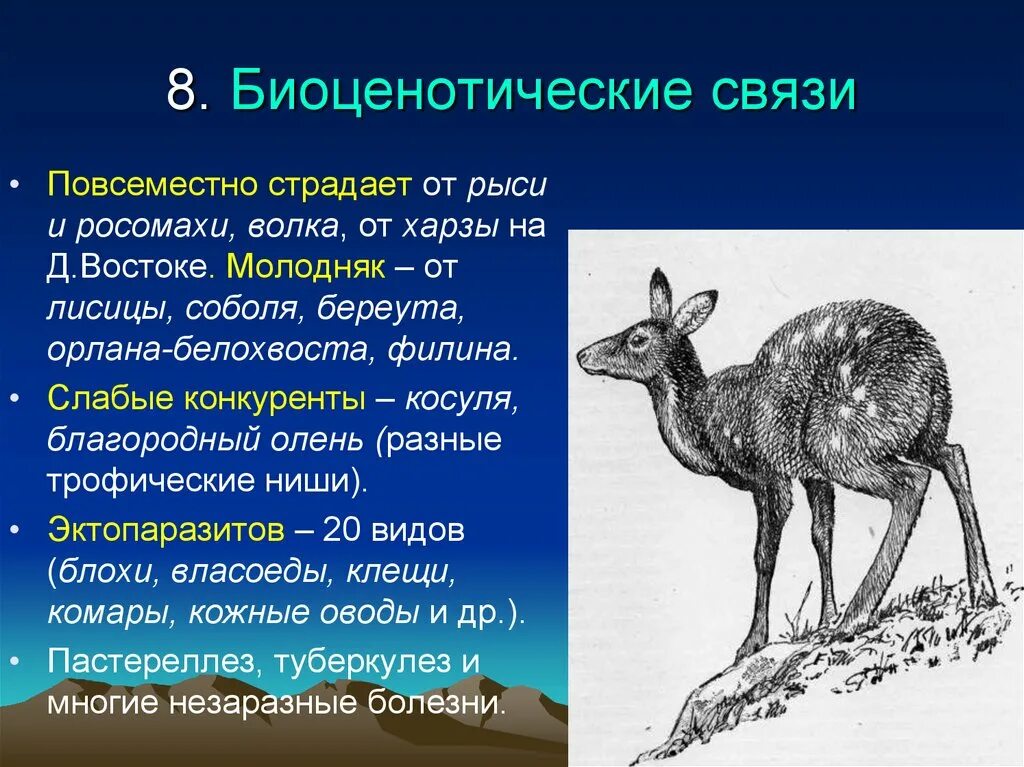 Экологическая ниша косули. Кабарга экологическая ниша. Отношения между кабаргой и северным оленем. Кабарга и северный олень