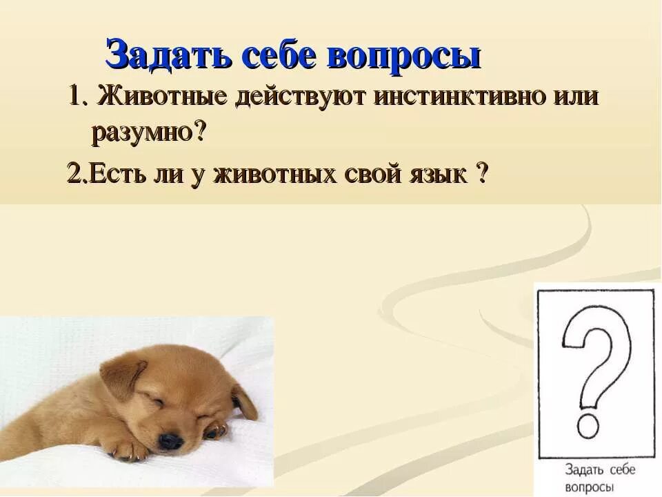 3 вопроса про животных. Животные с вопросом. вопросы про животных. вопросы о питомце. занимательные вопросы о животных.