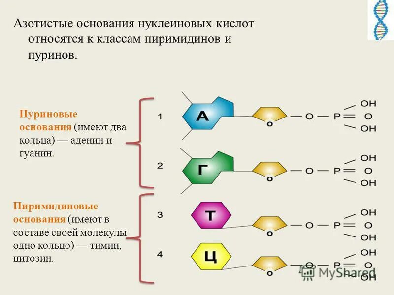 Нуклеиновые кислоты относятся к