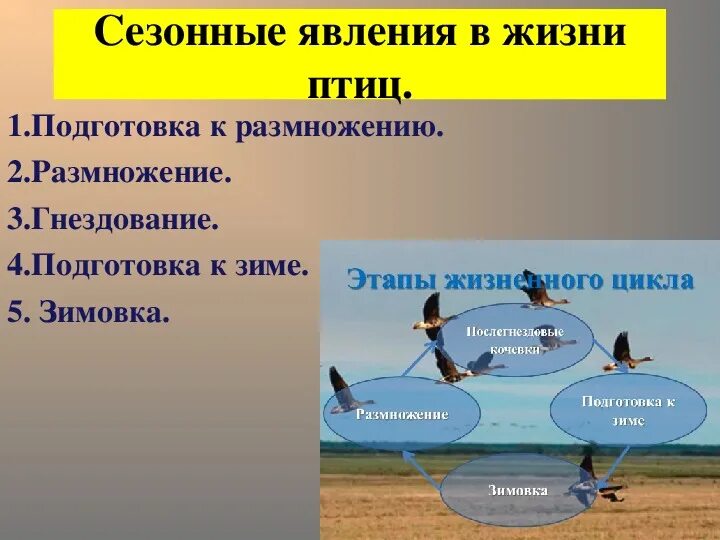 Периоды жизни птиц