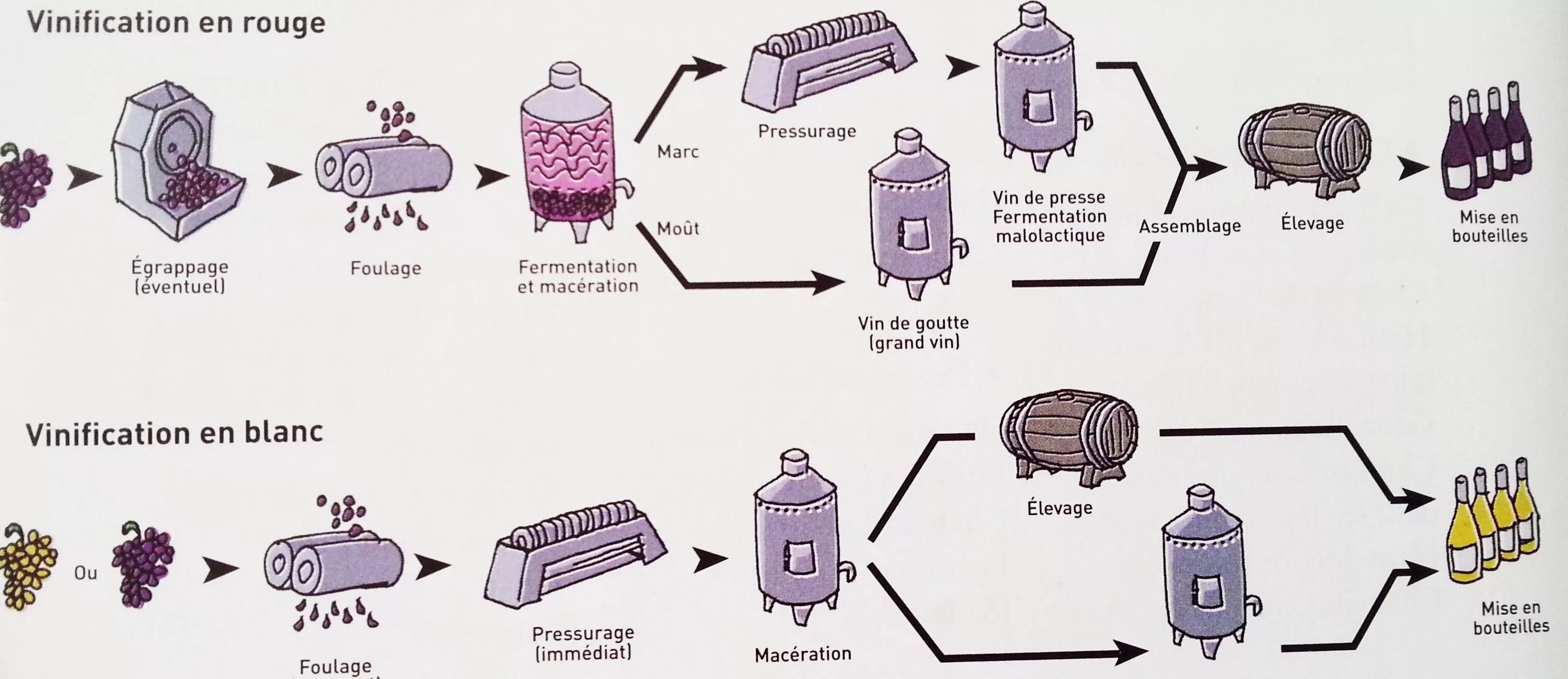 Производство вина технология схема. Схема производства виноградных вин. Схема производства белого вина. Технология производства вина технологическая схема.