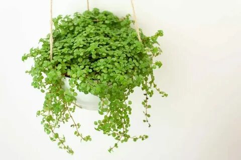 Tiny plants