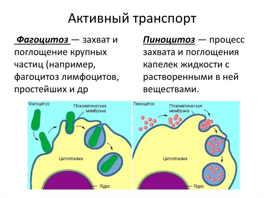 Фагоцитоз захват клеткой. Схема фагоцитоза клетки. Фагоцитоз структура клетки. Фагоциты строение и функции. Первично активный транспорт веществ через клеточную мембрану.