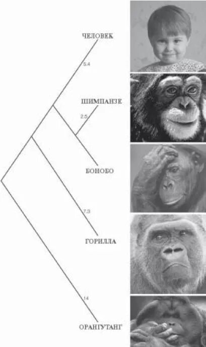 Филогенетическое Древо человек Ревун орангутан. Геном человека и шимпанзе. Древо человека и человекообразных обезьян. Гены человека и обезьяны.