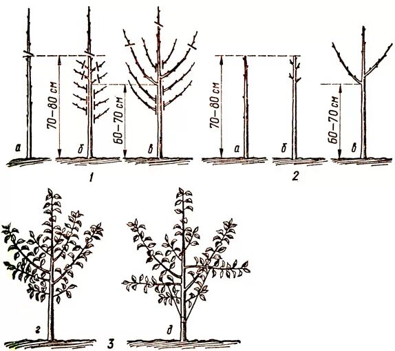 Через сколько плодоносит яблоня после посадки. Формировка саженца яблони. Формировка кроны яблони. Формирование колоновидной яблони весной. Схема обрезки саженцев яблони весной.