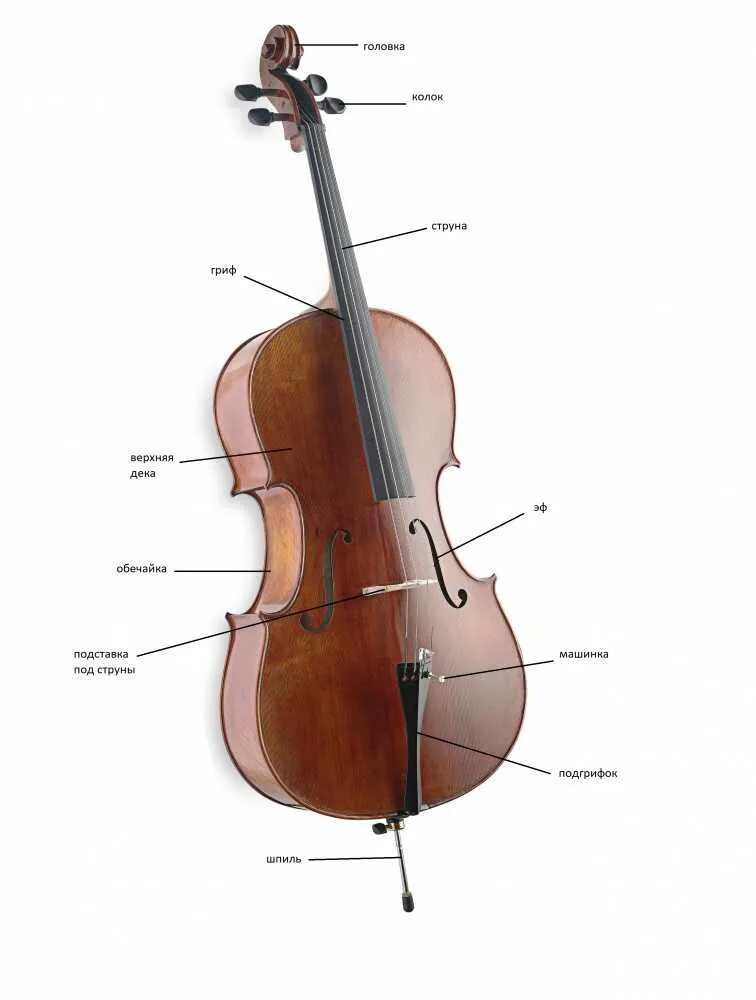 Строение Альта инструмент. Альт струнные смычковые. Музыкальный инструмент Альт вид сбоку. Альт скрипка контрабас виолончель строение. Схема скрипки