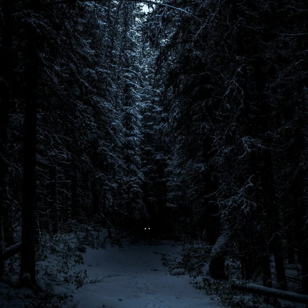Дарк Винтер. «Ночь в лесу». Ночной зимний лес. Темный снежный лес. Темнота раннего зимнего