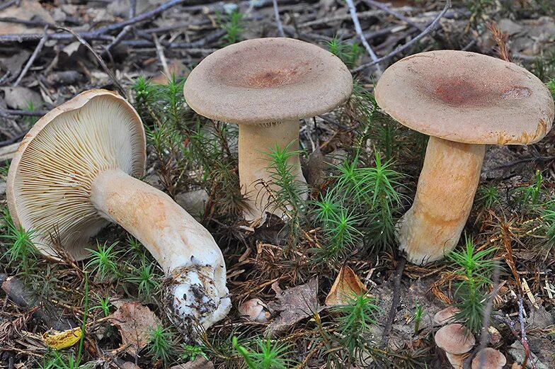 Как выглядит млечник. Млечник серо-розовый lactarius helvus. млечник серо-розовый гриб. серая волнушка млечник серый.