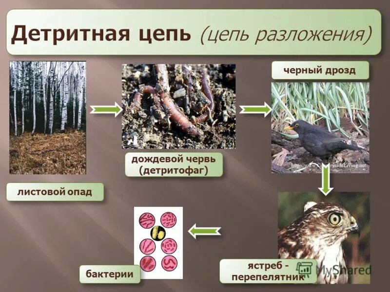 Ястреб дрозд гусеница крапива пищевая цепь. Листовой опад дождевой червь. Цепь питания дождевого червя. Детритная цепь.