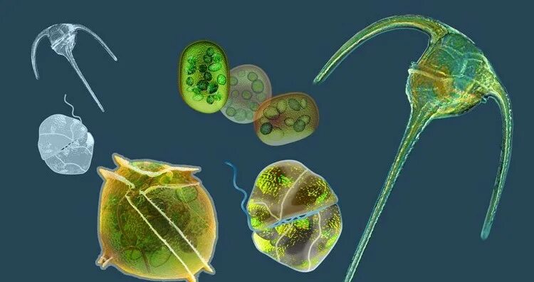 Фитопланктон водоросли. Фитопланктон диатомовые водоросли. Одноклеточные планктонные водоросли. Динофитовые водоросли динофлагелляты. Динофлагелляты водоросли паразиты.